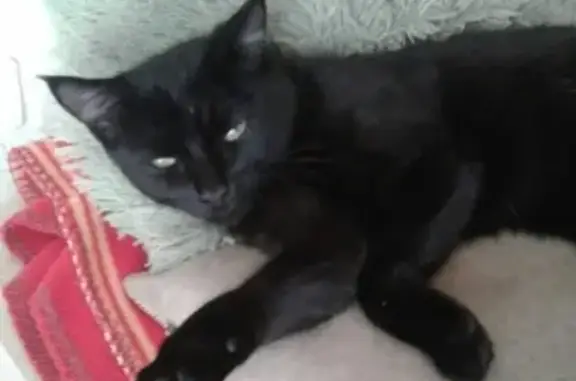 Кошки потеряшки, село Ордынка, фото: Потеряшка кошка на ул. Кирпичная 16/1, Чернаки, вознаграждение 20000 руб.