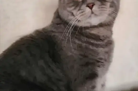 Потерянные животные Курган, фото: Пропал кот в районе 31 гимназии, Курган.