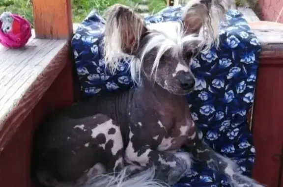 Пропала китайская хохлатая собака в Искитиме