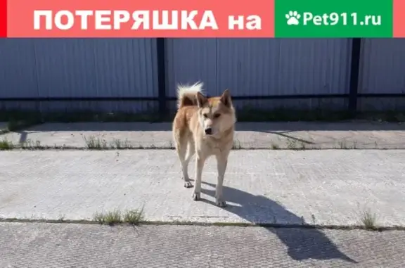 Найдена собака на 97 км по автодороге Нижний Одес-Вуктыл