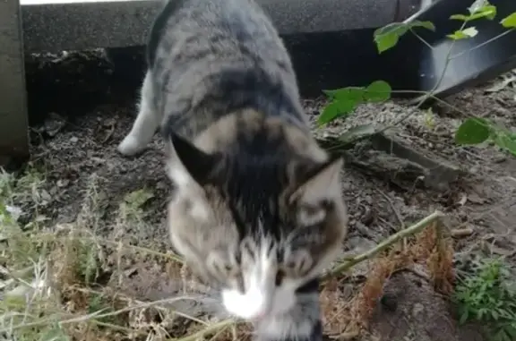 Найден домашний котик на улице Копылова