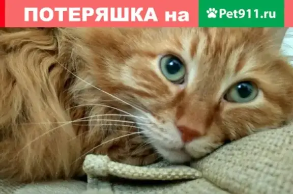 Пропала кошка Руся, Щорса 16, Красноярск