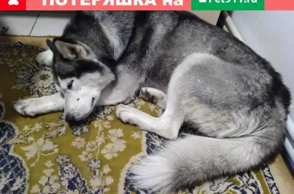 Собака Хаски найдена в Курске, 2-я ул. Новоселовка, 3Б