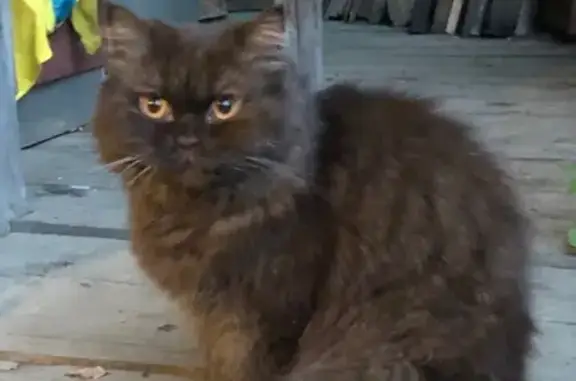 Найдена домашняя кошка в Смоленске