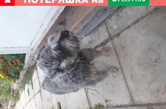 Найдена собака в Зеленодольском районе
