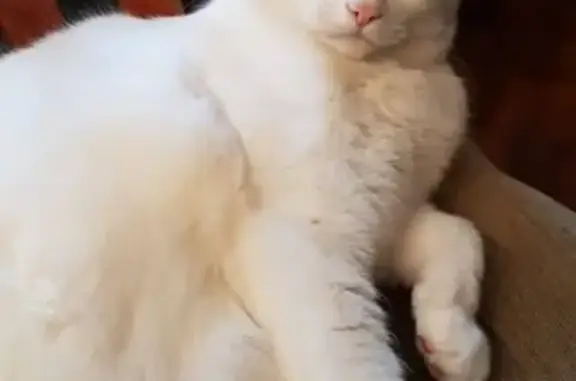 Кошки потеряшки, Воротынск, фото: Потеряшка глухой кот с голубыми глазами в Воротынске, Калужская обл.