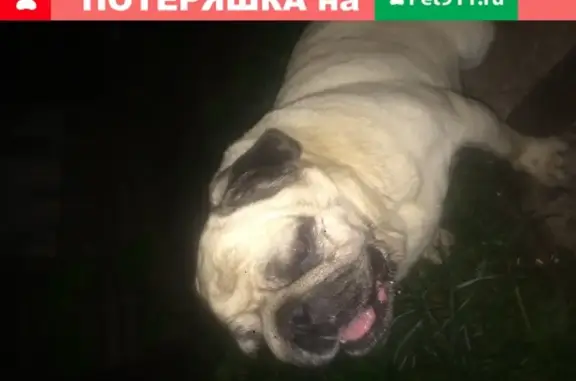 Найдена собака мопс на СТН Пугачево, Красноярский край