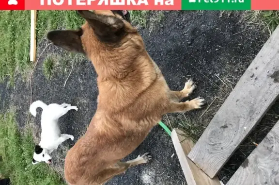 Найдена рыжая собака на дороге к деревне Мухоловка, СПб