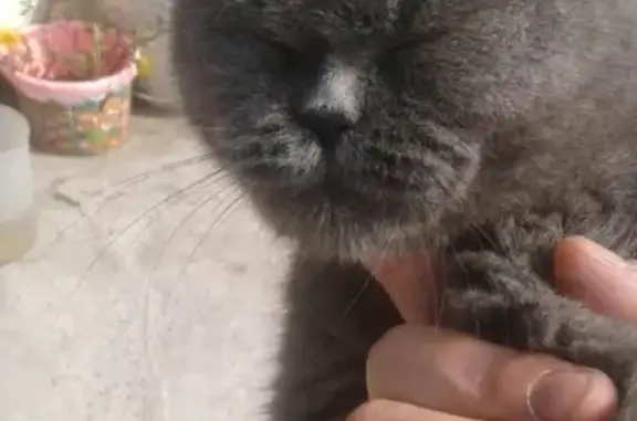 Найден британский кот в СНТ 20 лет Победы, Улан-Удэ