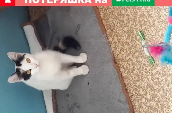 Найдена кошка возле дома на Погонном проезде, Москва