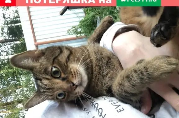 Потерянные животные Москва, фото: Пропала кошка в Москве, метро ВДНХ