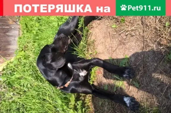 Собака ищет хозяев в Колычёво, Московская обл.