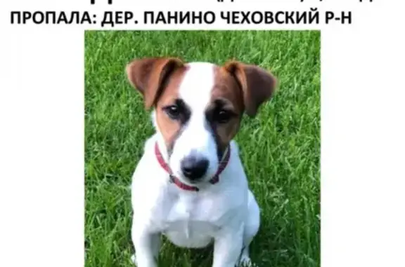 Пропала собака в деревне Панино, Чеховский район