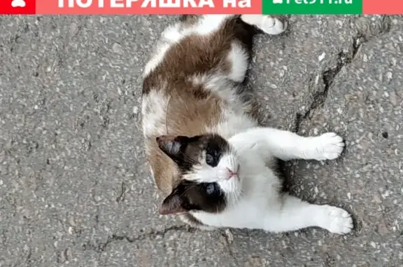 Найдена кошка на 6 Дачной, Сараултов