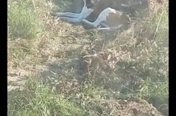 Охотничья собака найдена у трактористов в Брянске