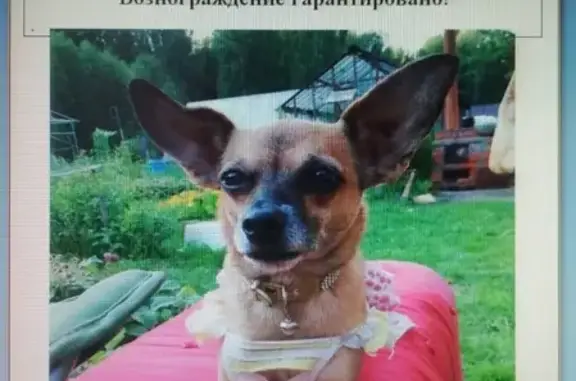 Пропала собака в Мурзинке, Новоуральский округ