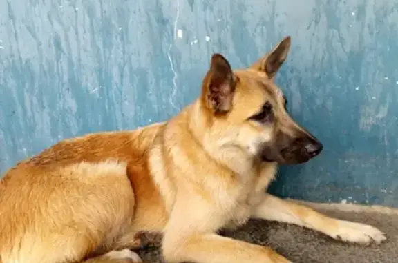 Собака найдена возле гипермаркета Карусель в СПб