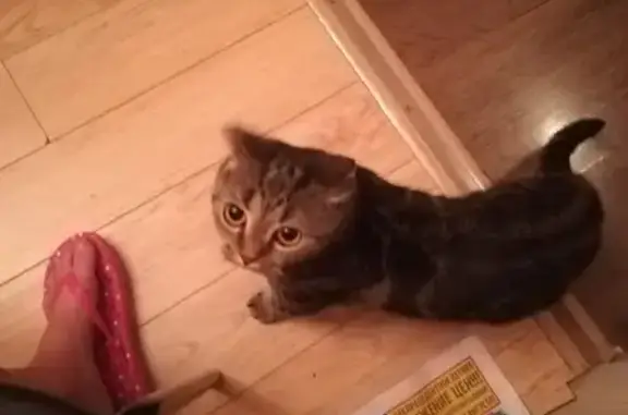 Найдена кошка в Орле на ул. Пролетарская Гора