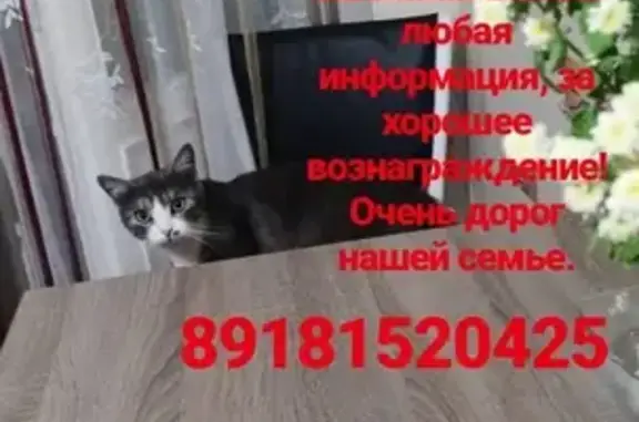 Пропал кот Антон в Приморско-Ахтарском районе