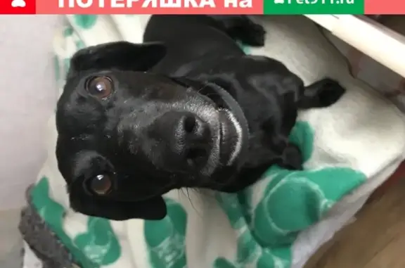 Найден чёрный пёс на ул. Карамзина-Громовой в Калининграде