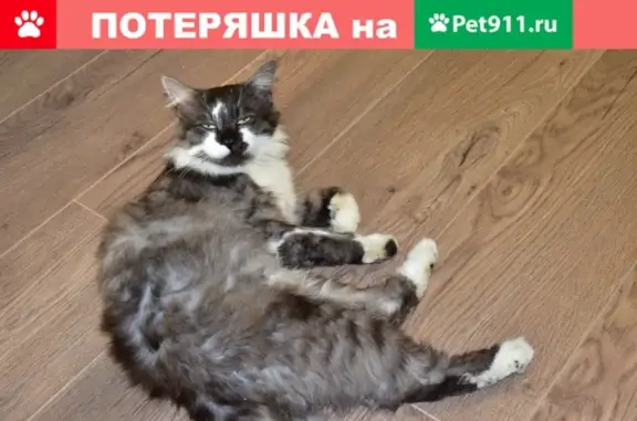 Кошка найдена на ул. Революции 1905 года, Воронеж