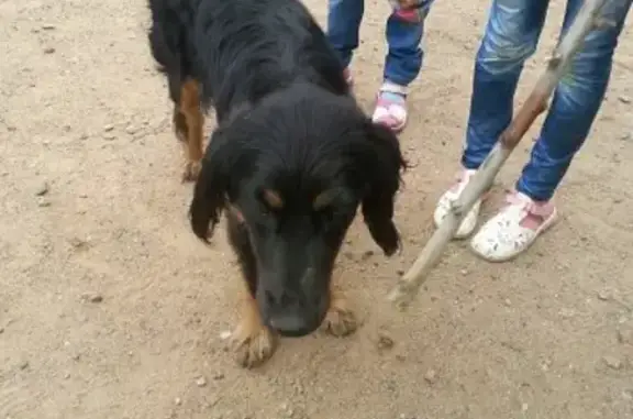Собака потеряна в Чите, 4 мкр. Тел: Ирина #потеряшкичита