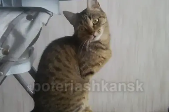 Пропала кошка на улице Титова, Чистая Слобода