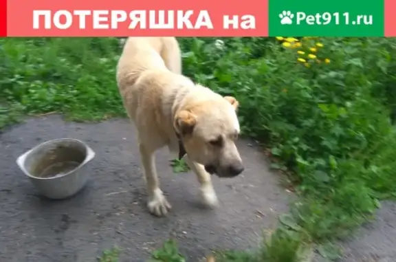 Найдена собака на ул. 3-я Рабочая, Томск