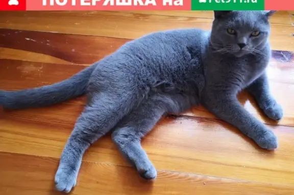Пропала кошка Марсик в Воткинске на улице Свободы