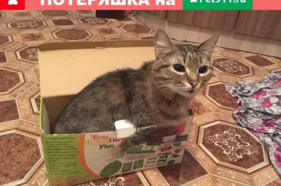 Пропала кошка из 17/4 5 подъезда в Карабаше