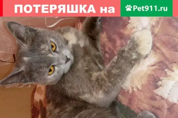 Найдена кошка на Беляева,21 в Барнауле