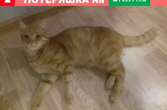 Найден молодой кот в районе Червишевского тракта, ищем хозяев.