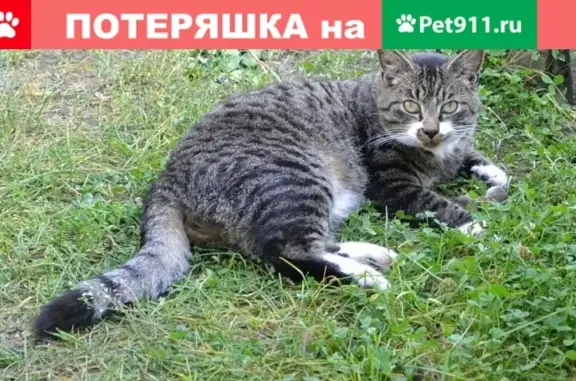 Пропал кот в Луге на улице Пислегина