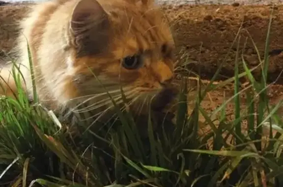Найдена кошка на Дальневосточном проспекте, СПб
