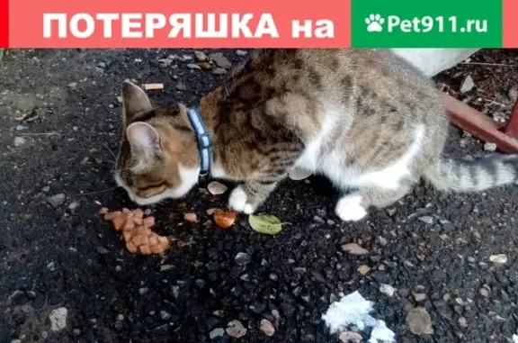 Пропал кот Том в Приютово, Республика Башкортостан