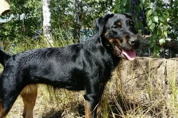Пропала собака Волга в лесу между Сактаево и Мухаметова, Челябинская область