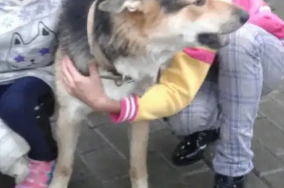Пропала собака Джек в ОЦМ/Филейках, Россия, Киров.