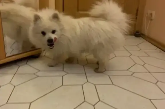 Найдена собака, Нижний Новгород, фото: Собака найдена в парке Кулибина, Нижний Новгород