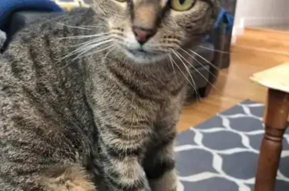 Кошки потеряшки, Москва, фото: Потеряшка кошка Эби в Москве (чип 900032001691814)