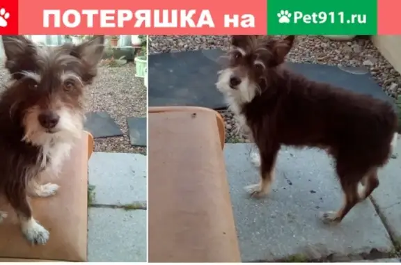 Пропала собака в Железногорске 27 июля, нужна помощь!