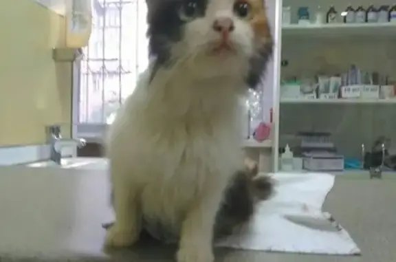 Найдена кошка в Тюмени, ищем хозяина!