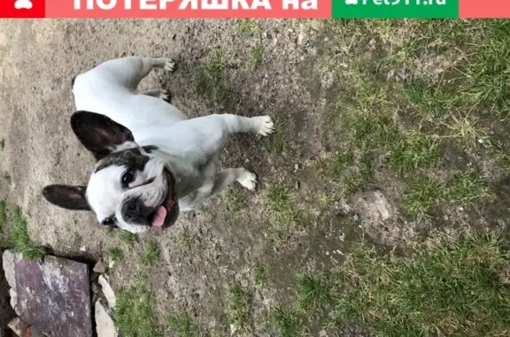 Найдена собака в Казани, порода французский бульдог, ул. 2-я Шатурская