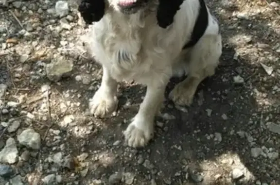 Найдена собака в Демино, Ставрополь