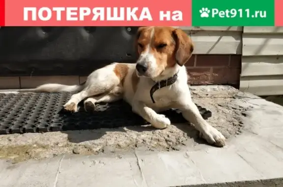 Собаки потеряшки, Москва, фото: Потеряшка собака, найдена в Терехово-Ивакино