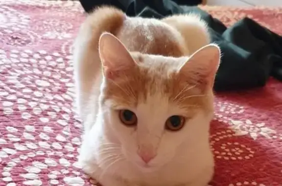 Кошка с купированным хвостом найдена в Кемерово