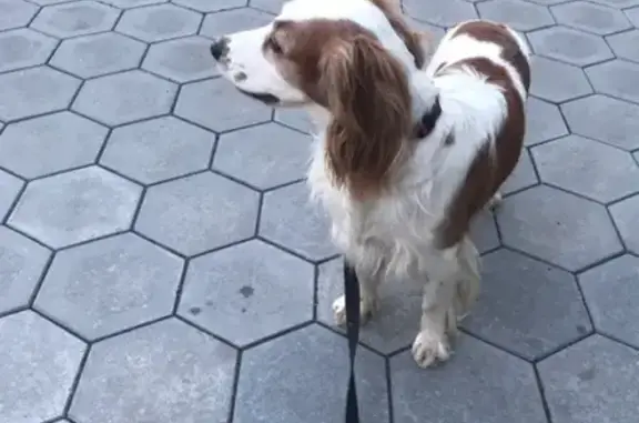 Найден спаниелистый пёс у Парк-Хауса (Екатеринбург)
