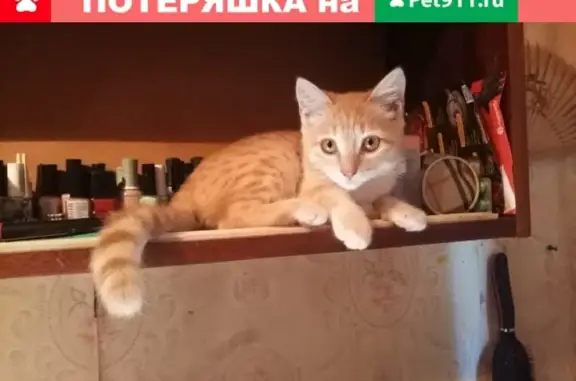 Потерялся рыжий котик в Таганроге #Котопес_Потерянные