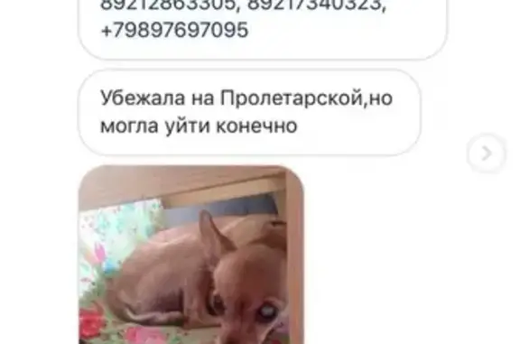 Пропала собака Тринити на ул. Пролетарской, Темрюк