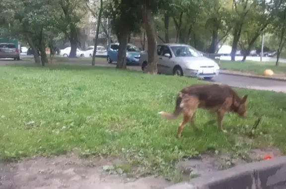 Найдена собака в Москве на пр-де Донелайтиса