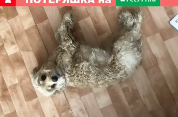 Пропала собака на Фермском ш. в Казани
